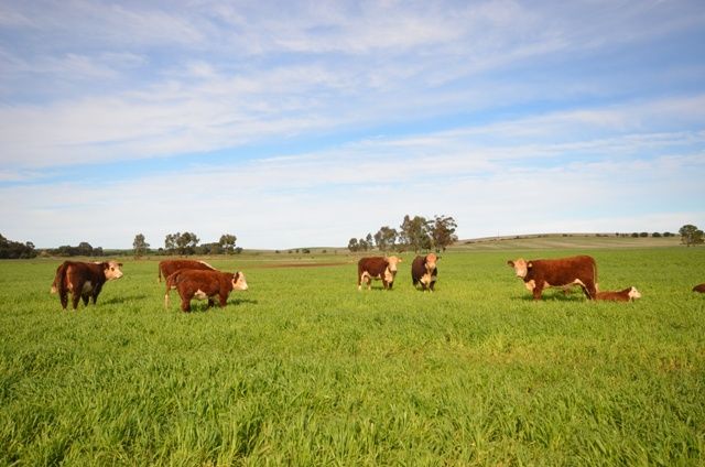 Various Secs, RIVERTON, SA 5412