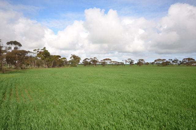 Port Lorne Road, PINERY, SA 5460