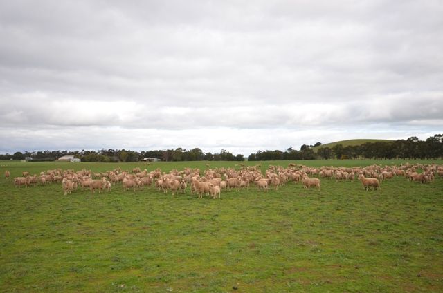 2 Lots, BOOBOROWIE, SA 5417