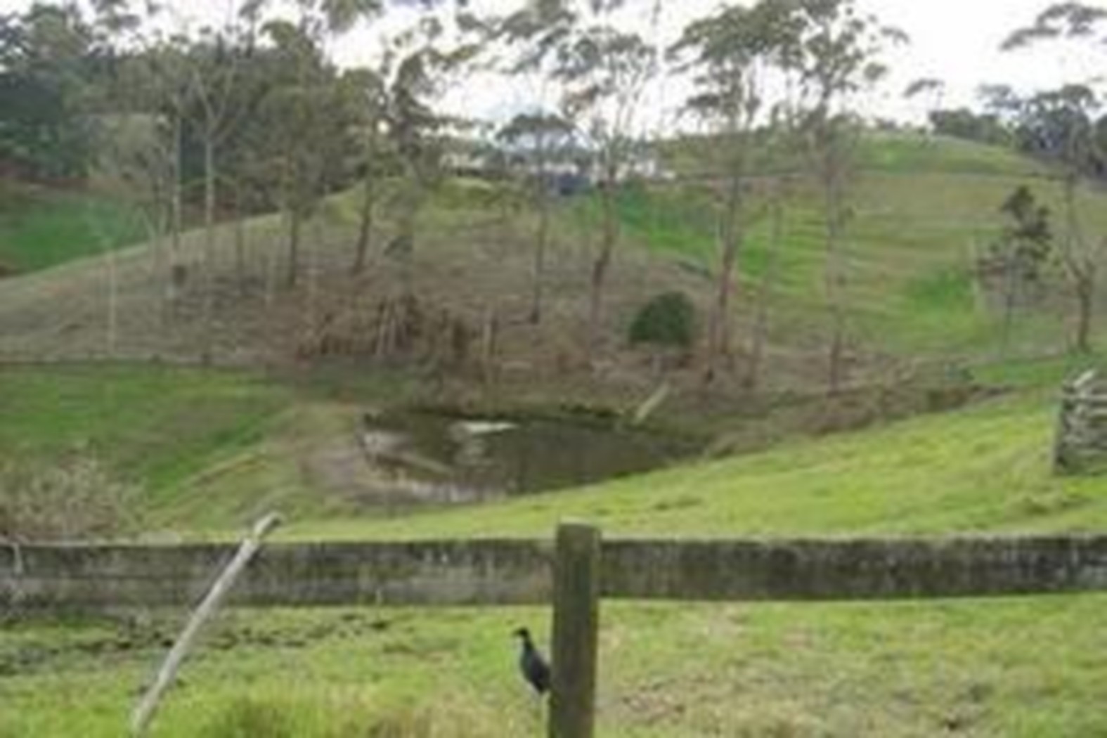 ALBANY, North Shore City