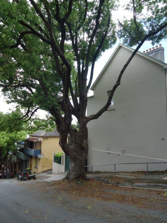 6  Carlton Street, NEWCASTLE, NSW 2300