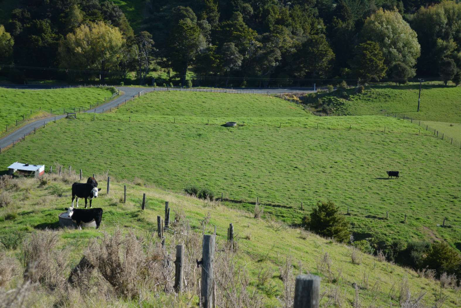 Whangaruru  Whangarei District  0184 photo 3