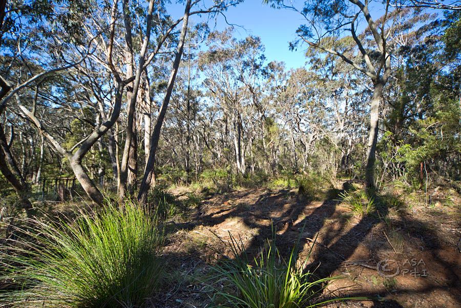 29 Braeside Street, Blackheath, NSW 2785