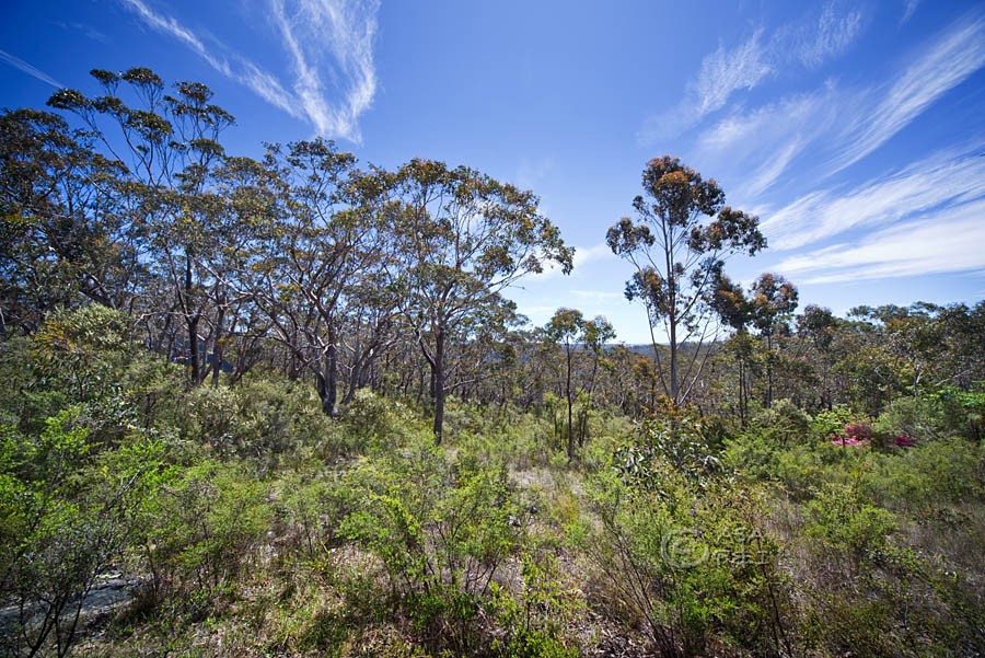 59 Delmonte Avenue, MEDLOW BATH, NSW 2780
