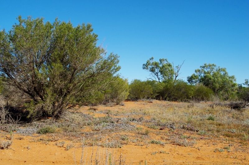 Lot 2 Story Avenue, Renmark, SA 5341