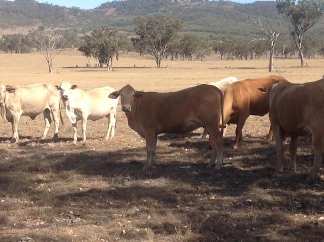 Tenterfield, NSW Livestock Cattle Sold
