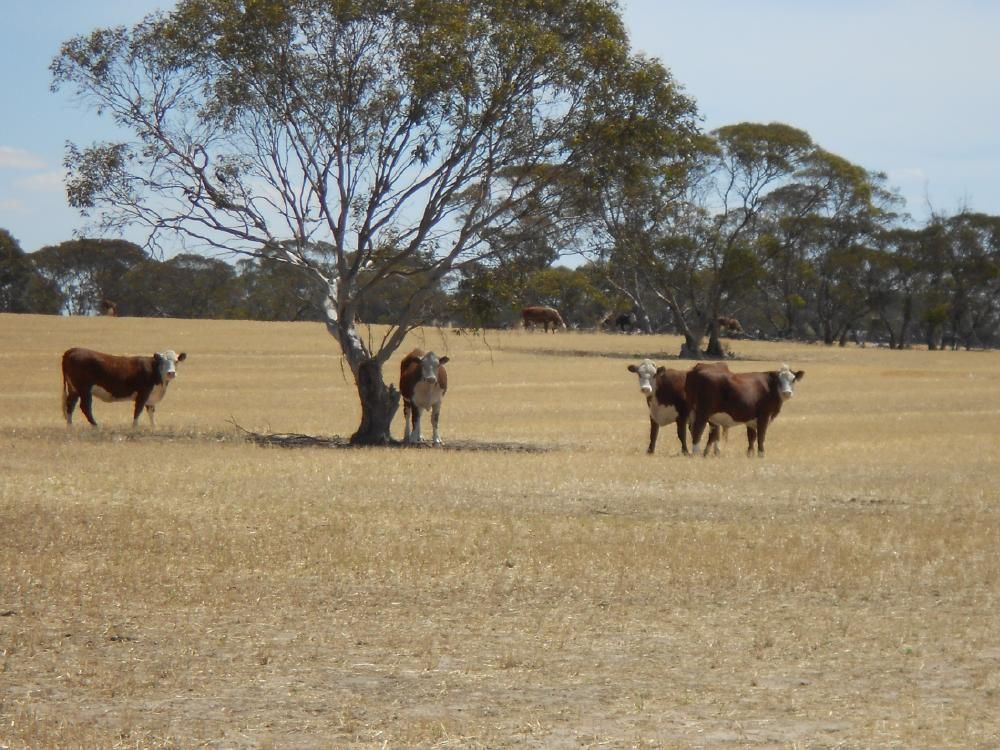 4703 Emu Flat Road, Bordertown, SA 5268