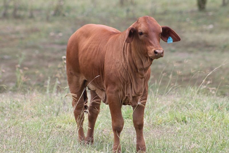 Kandanga, QLD Rural Rural Mixed Farming Property Sold