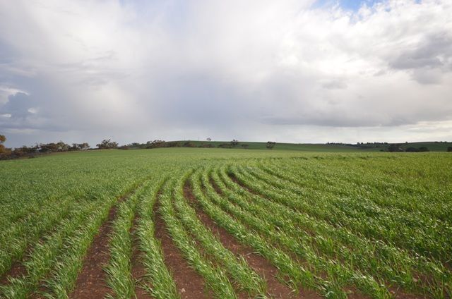 Various Secs Windy Loop Road, YACKA, SA 5470