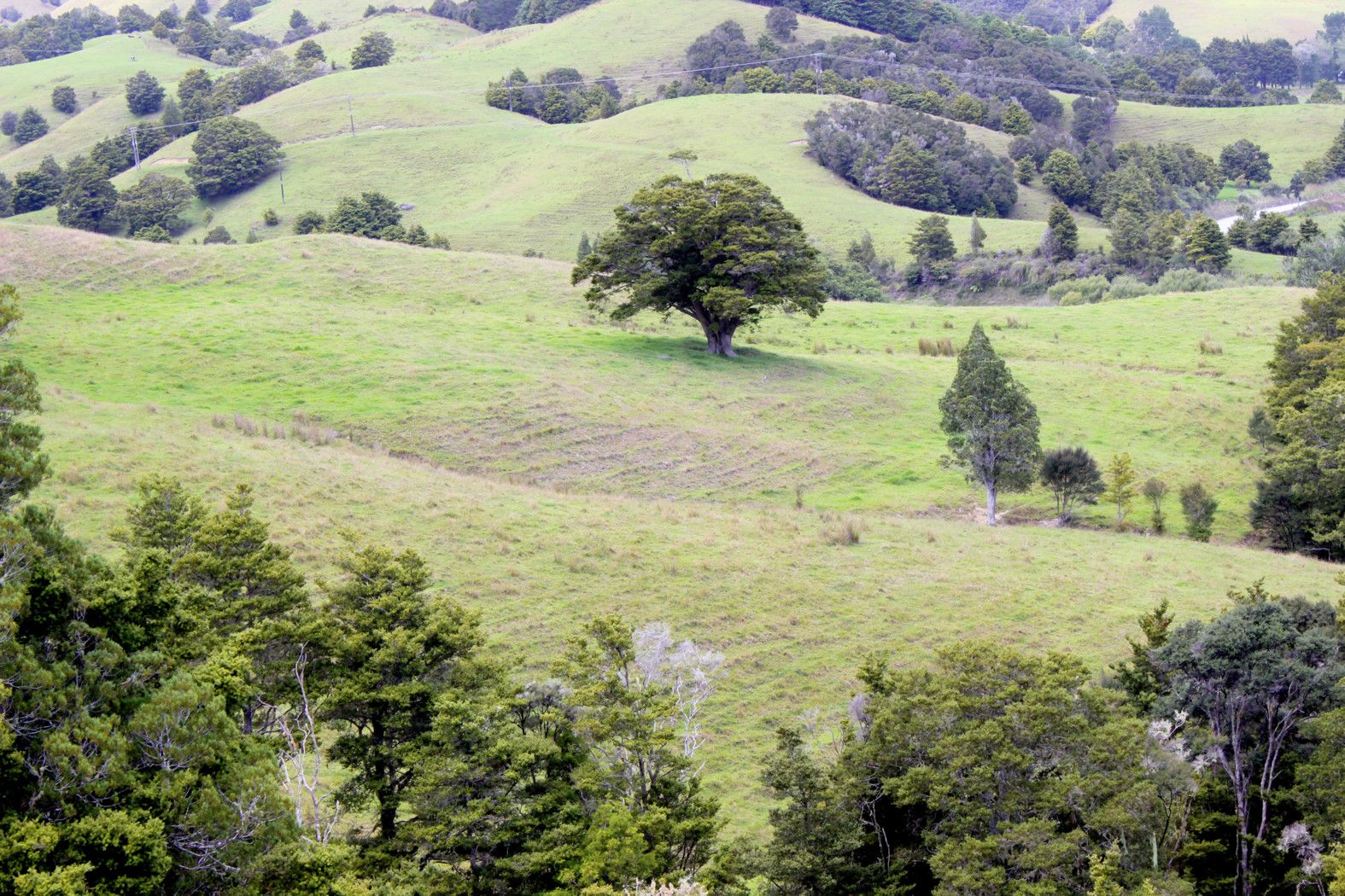 KAITAIA, Far North District