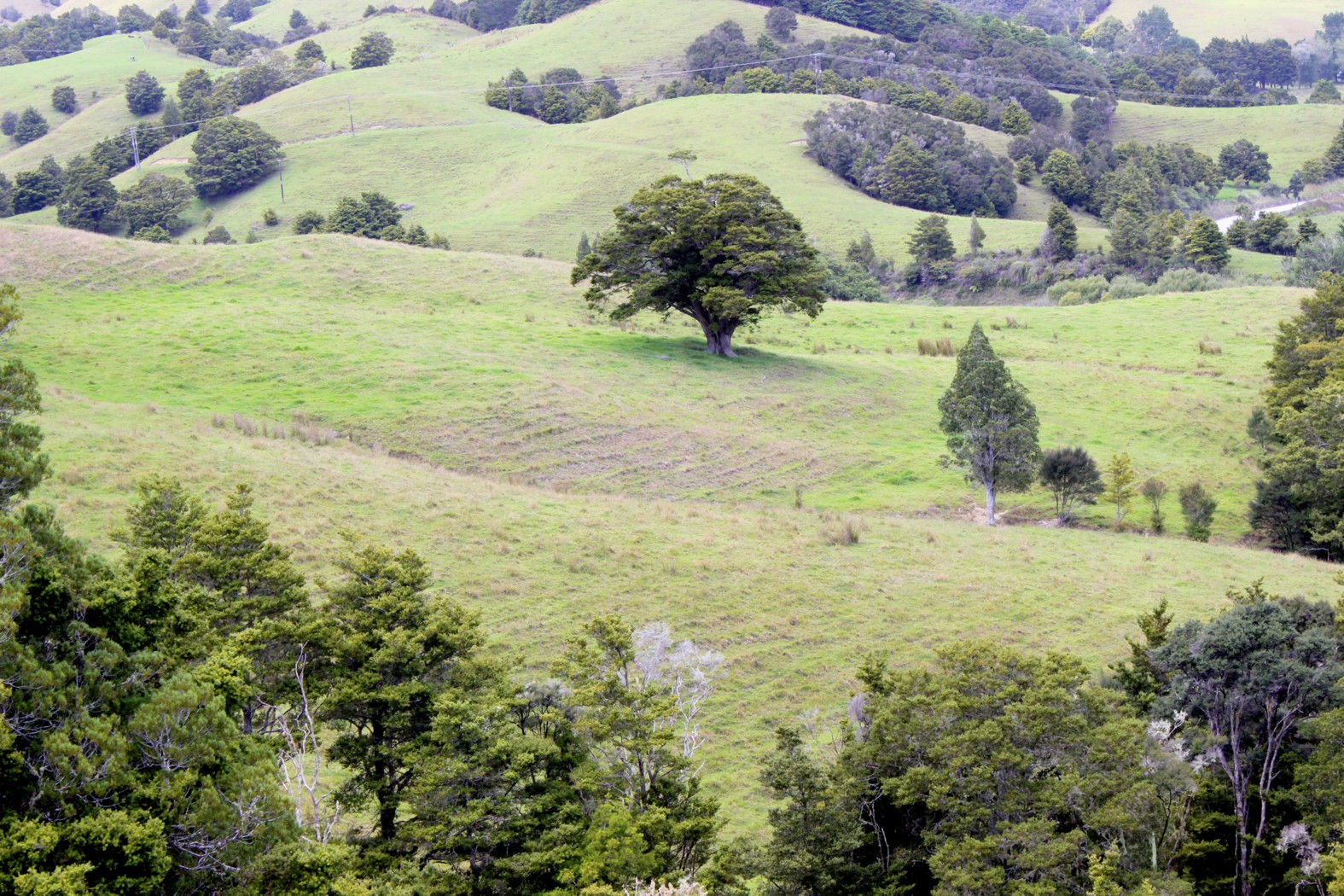 KAITAIA, Far North District