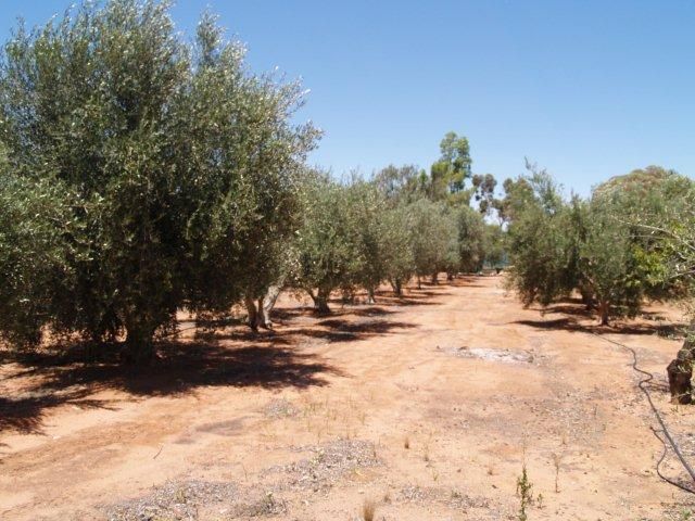 184 Hill Road, WAIKERIE, SA 5330