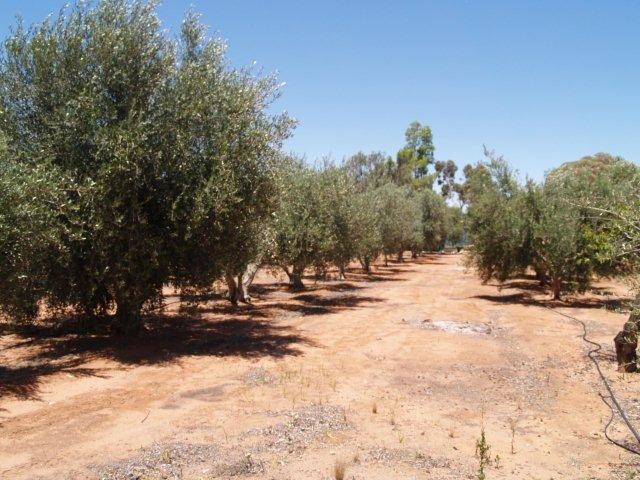 184 Hill Road, WAIKERIE, SA 5330