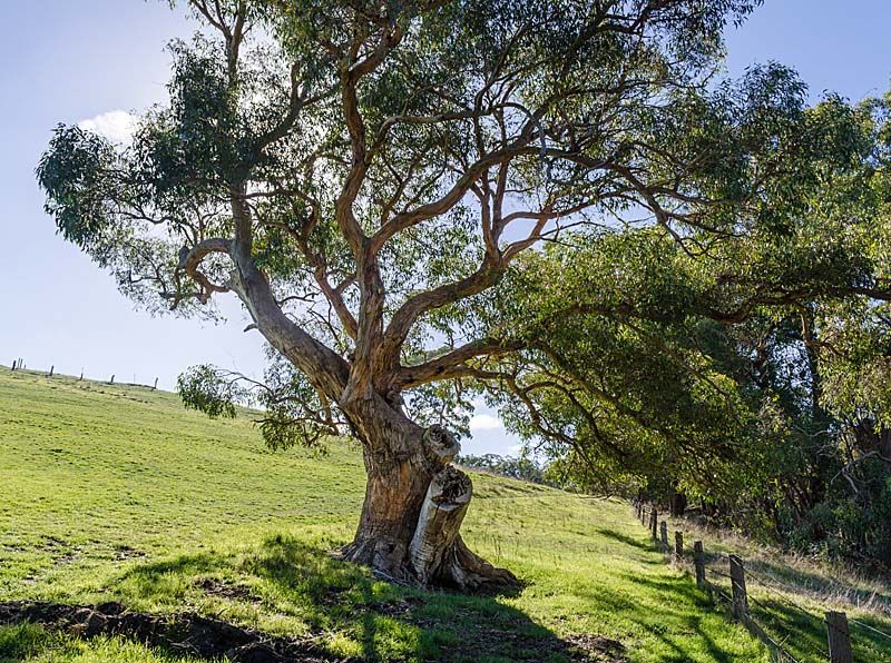 Lot 25 Totness Road, HAHNDORF, SA 5245