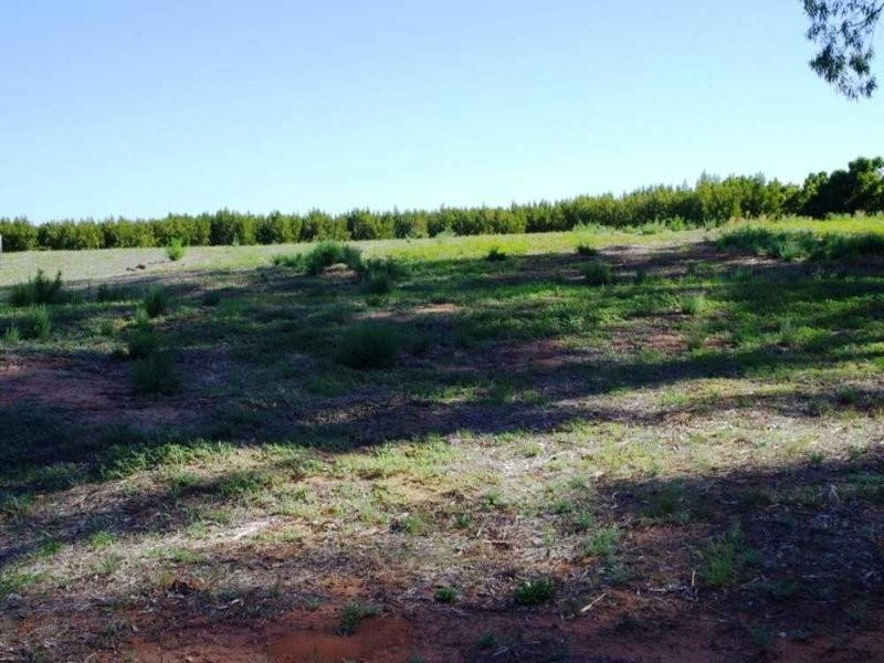 LOTS/54-56 Cucumunga Street, RENMARK, SA 5341