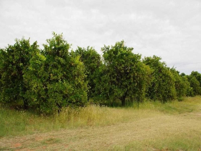 LOTS/57-58 Cucumunga Street, RENMARK, SA 5341