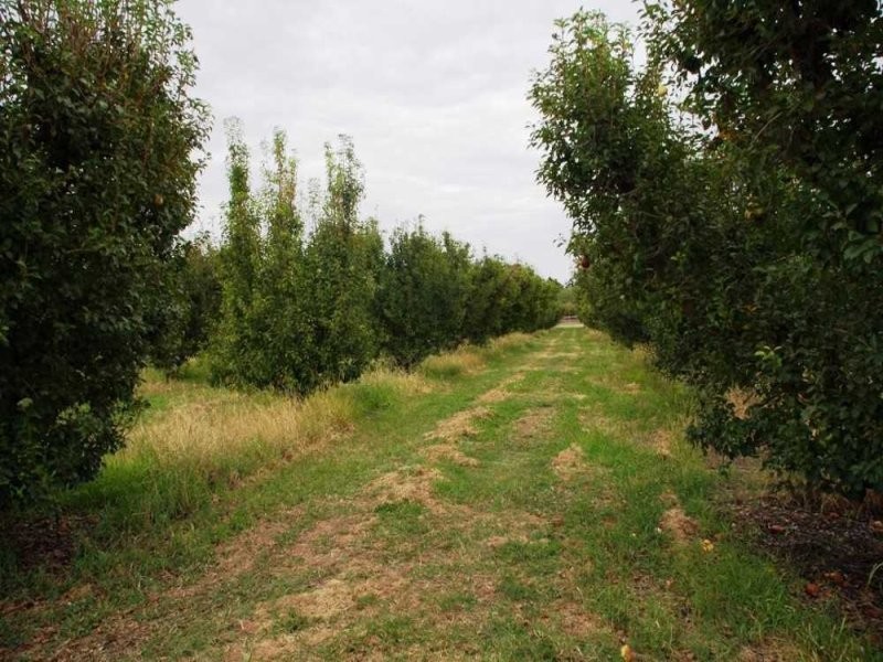LOT/124 Kulkyne Street, RENMARK, SA 5341
