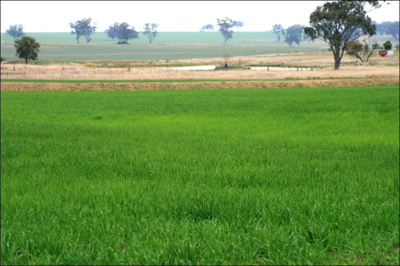 165 Pretoria Park Road, DELUNGRA, NSW 2403