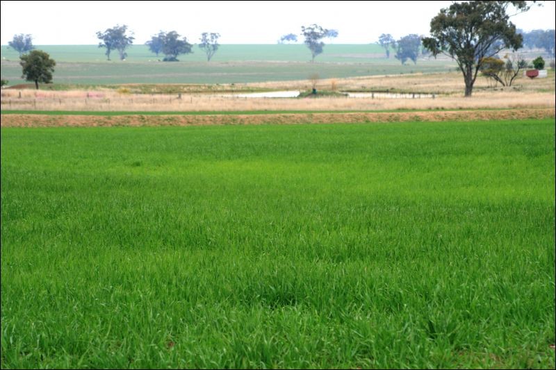 165 Pretoria Park Road, DELUNGRA, NSW 2403