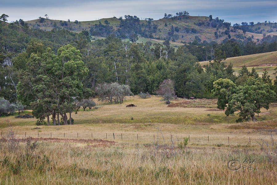 796 Peach Tree Road, MEGALONG, NSW 2785