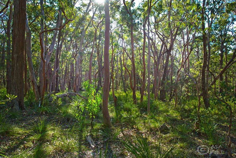 Lot 24 and 37 Nellies Glen Road, MEGALONG, NSW 2785