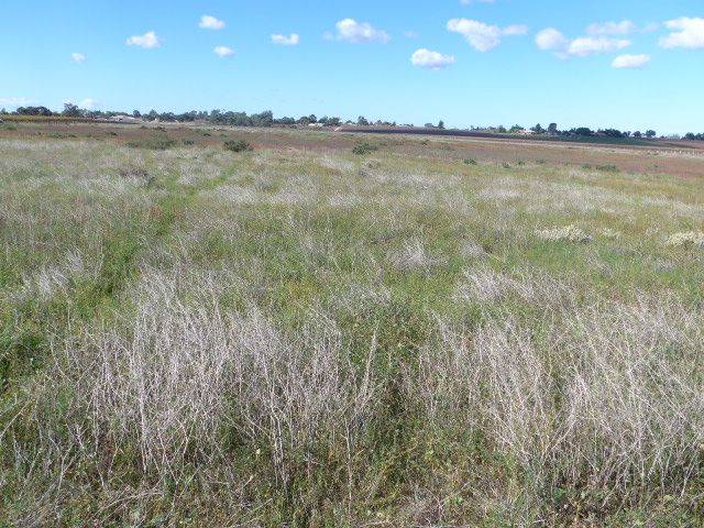 25 Hombsch Road, COBDOGLA, SA 5346