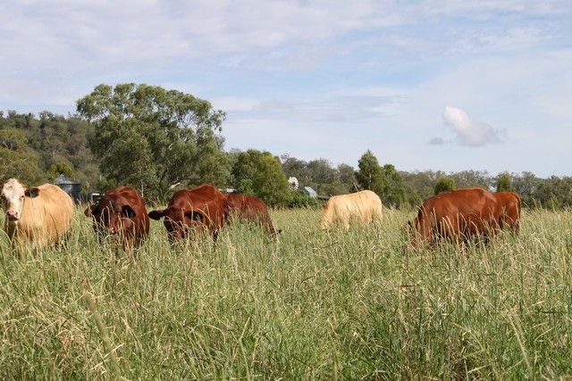 809 Biddeston-Linthorpe Road, PITTSWORTH, QLD 4356