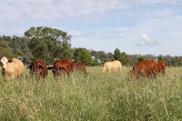 809 Biddeston-Linthorpe Road, PITTSWORTH, QLD 4356