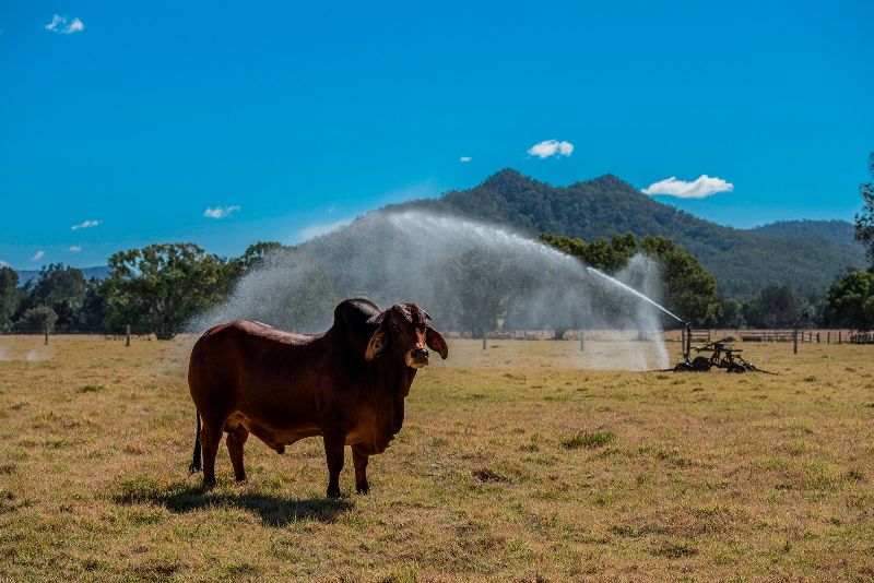 "Tandarra" 177 McCauleys Lane (via Woodford), SANDY CREEK, QLD 4515