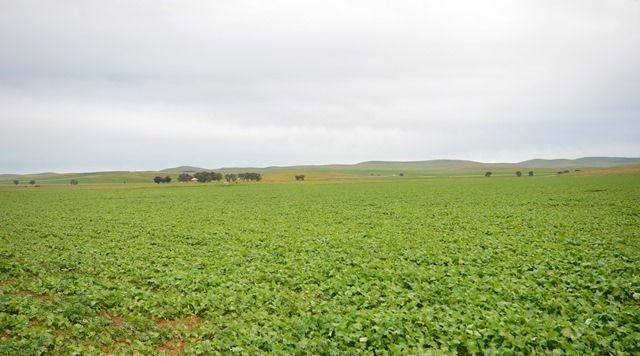 Reilly Road, BOOBOROWIE, SA 5417