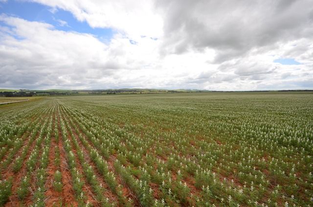 Rd 137, FARRELL FLAT, SA 5416