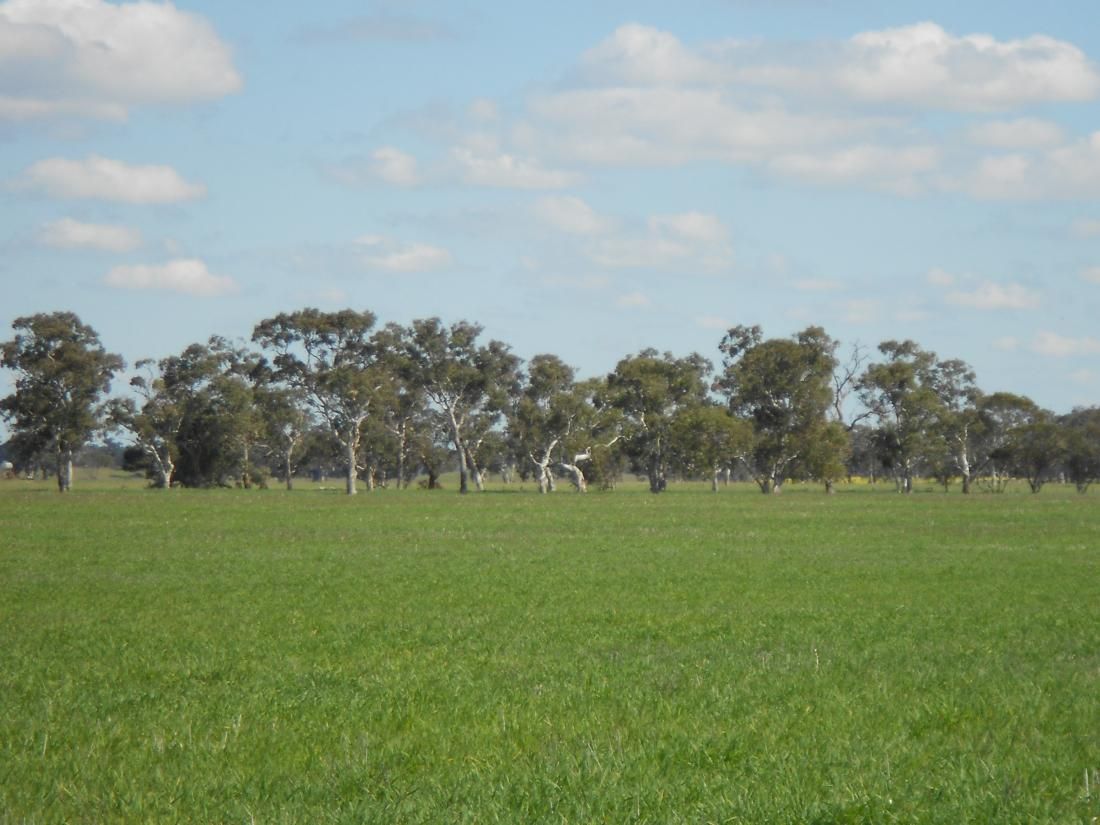 255 Wagenknecht Road, BORDERTOWN, SA 5268