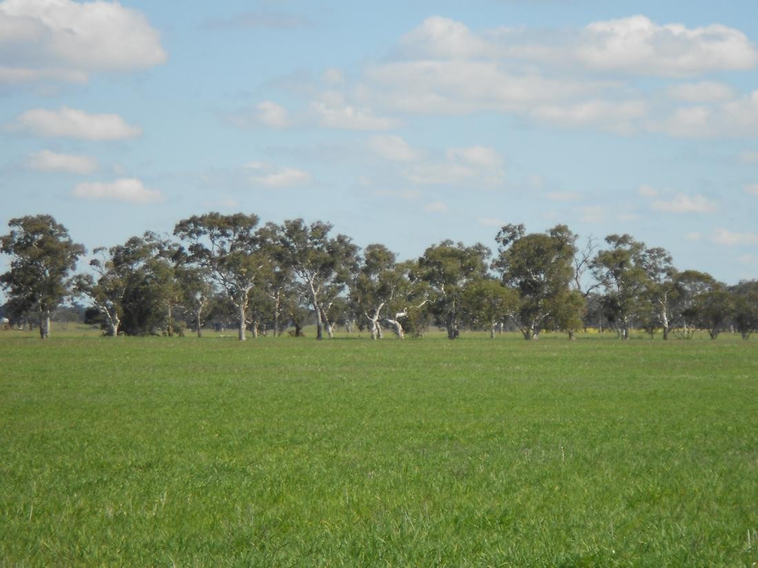 255 Wagenknecht Road, BORDERTOWN, SA 5268