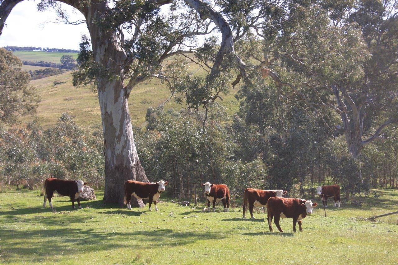 Lot 961 Wellington-Thring Road, WISTOW, SA 5251