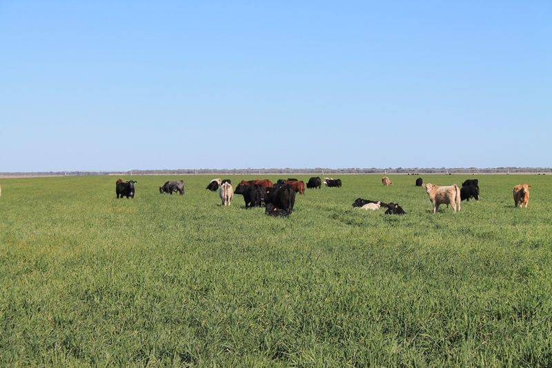 Lot 1 'Ballandool Station', Ballandool Road, HEBEL, QLD 4486