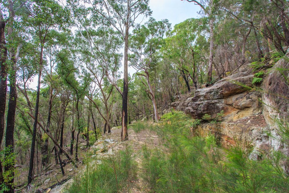 80a Manor Road, Hornsby, NSW 2077