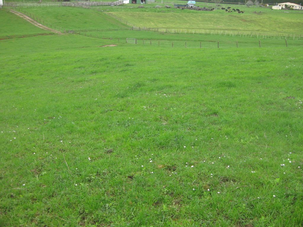. Punga Punga Road, Pukekawa, Waikato District