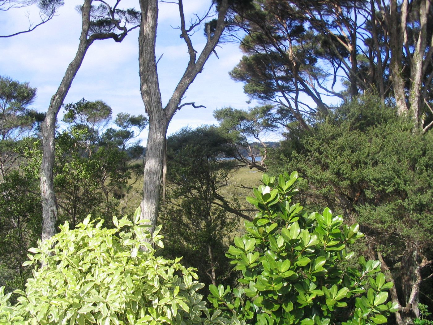 Algies Bay, Rodney