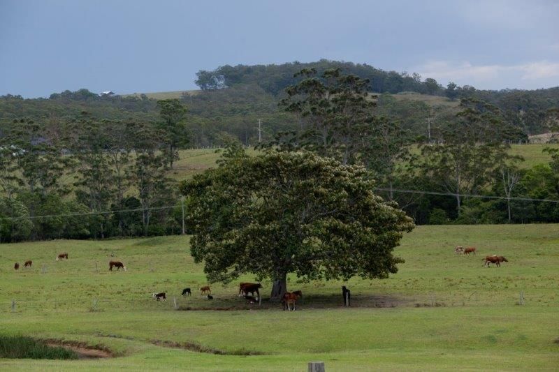 618 Half Chain Road, Koorainghat, NSW 2430