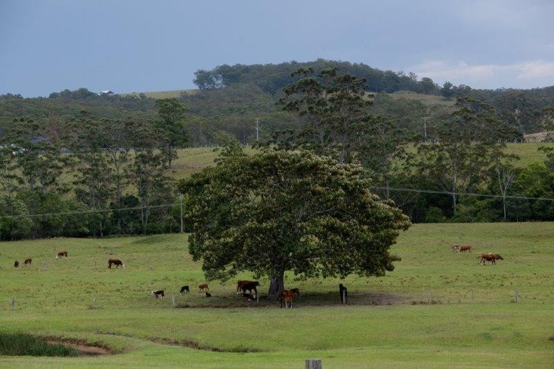 618 Half Chain Road, Koorainghat, NSW 2430