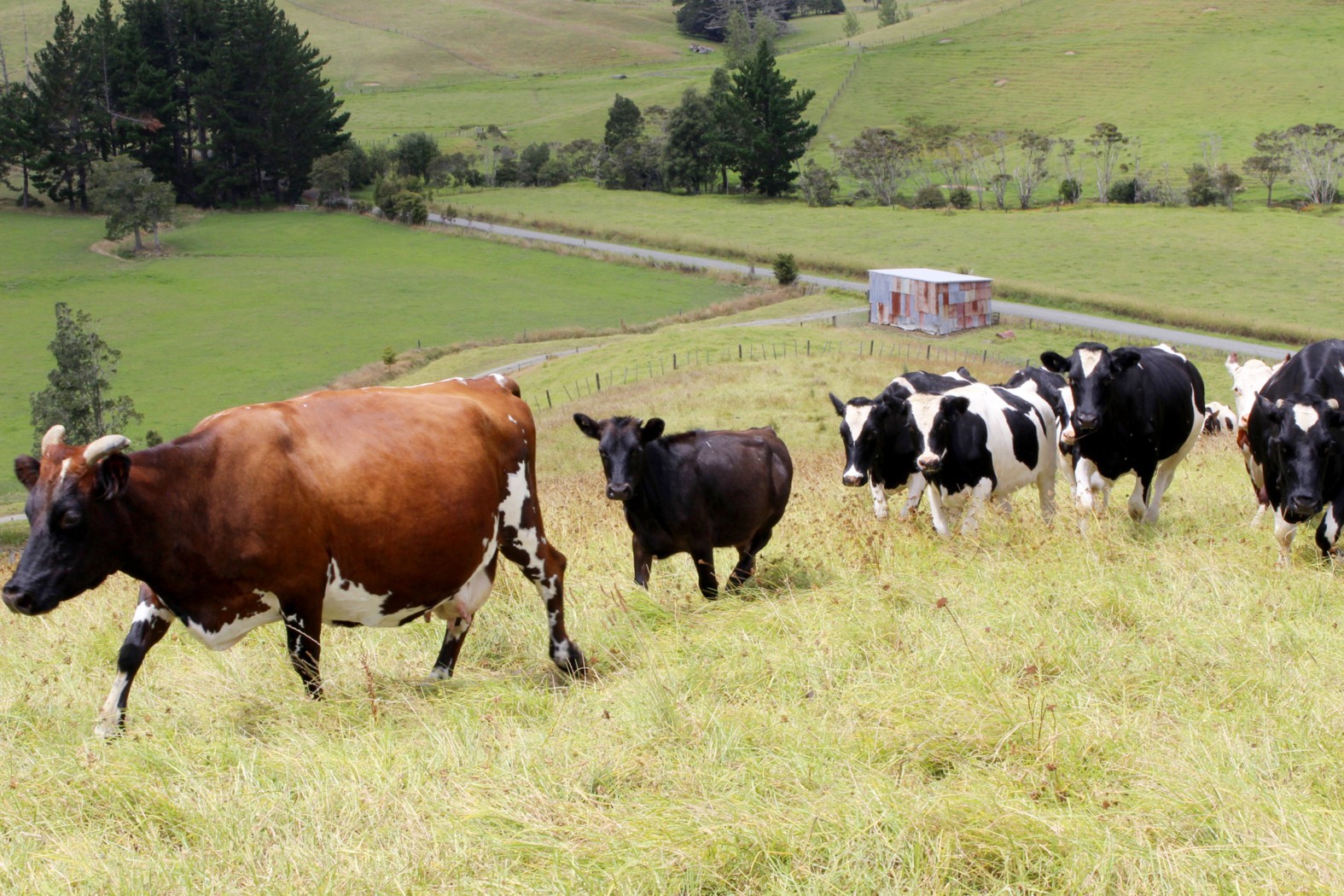 79 Sturmfel Road, Kaitaia, Far North District