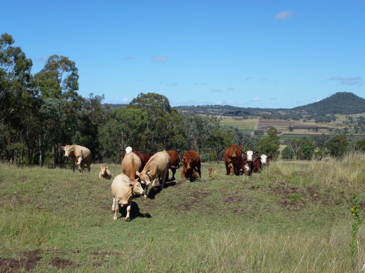 Waldron Road, UPPER PILTON, QLD 4361
