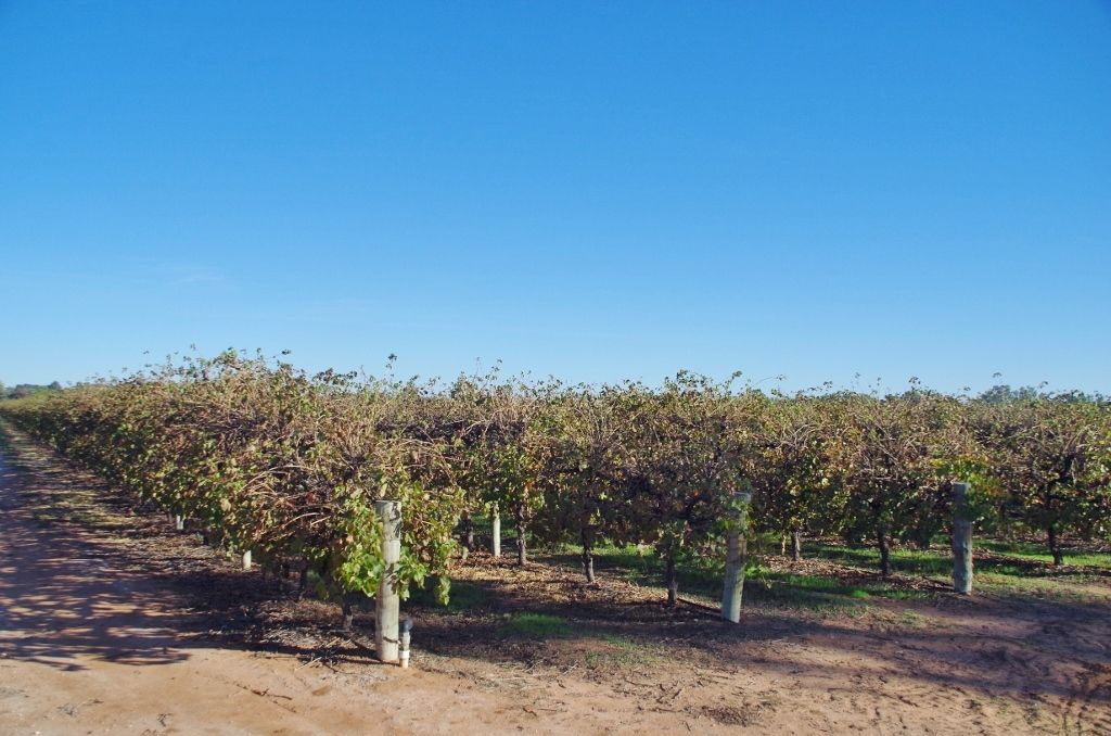 Lot 101 Arumpo Street, Renmark, SA 5341