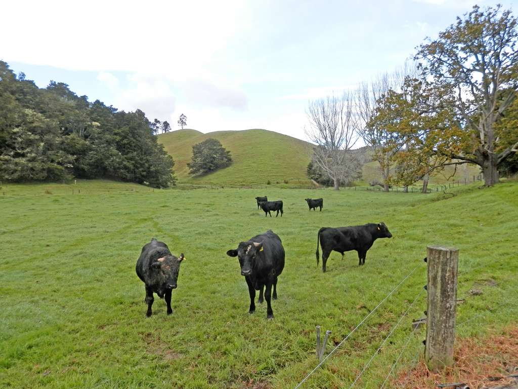 698 Whananaki South Road photo 7