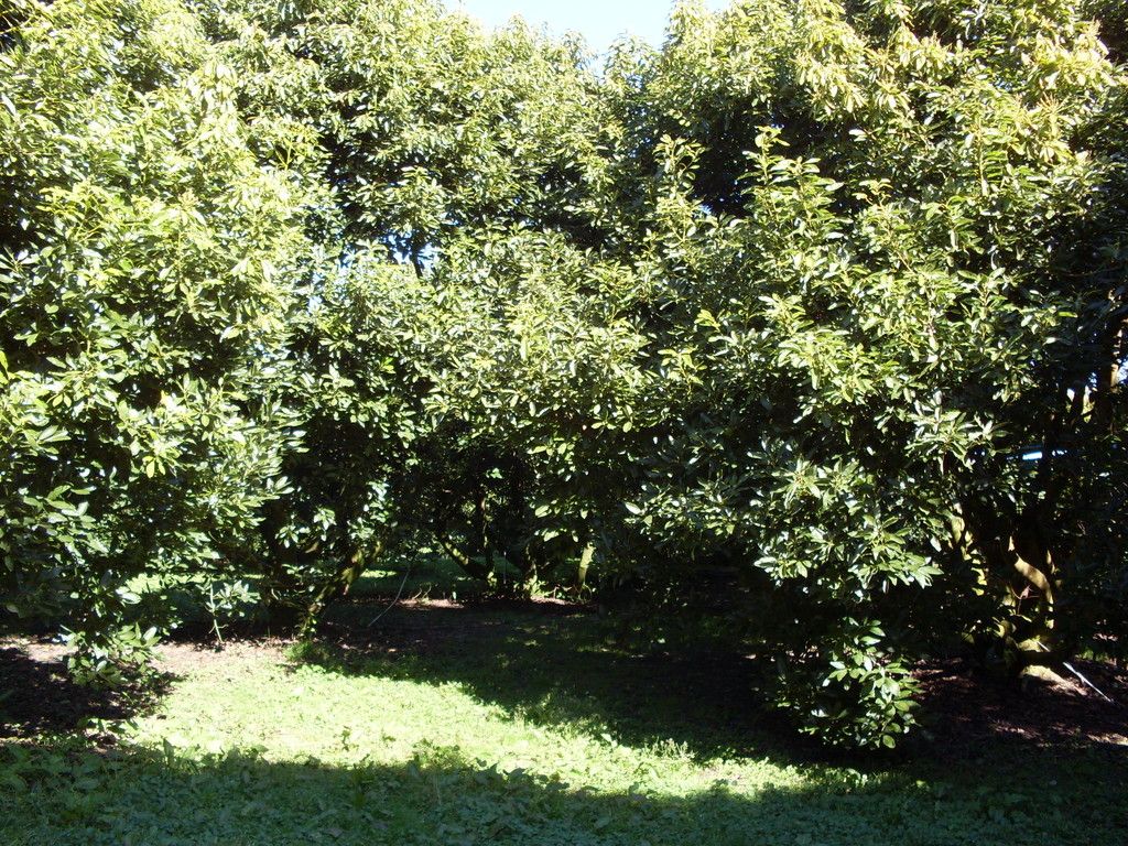 716 Maungarangi Road, Paengaroa, Western Bay Of Plenty District