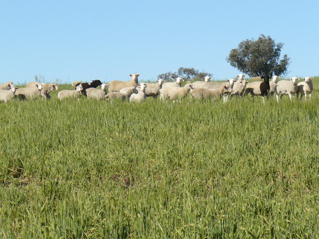 " Colomie", Wallangra, NSW 2360