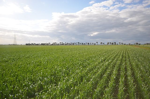 Lakeview Road, Brinkworth, SA 5464