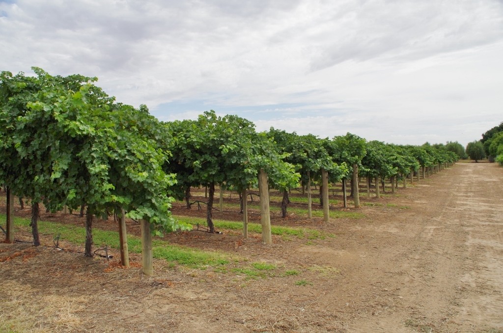 Lot 7 Twentyeighth Street, Renmark, SA 5341