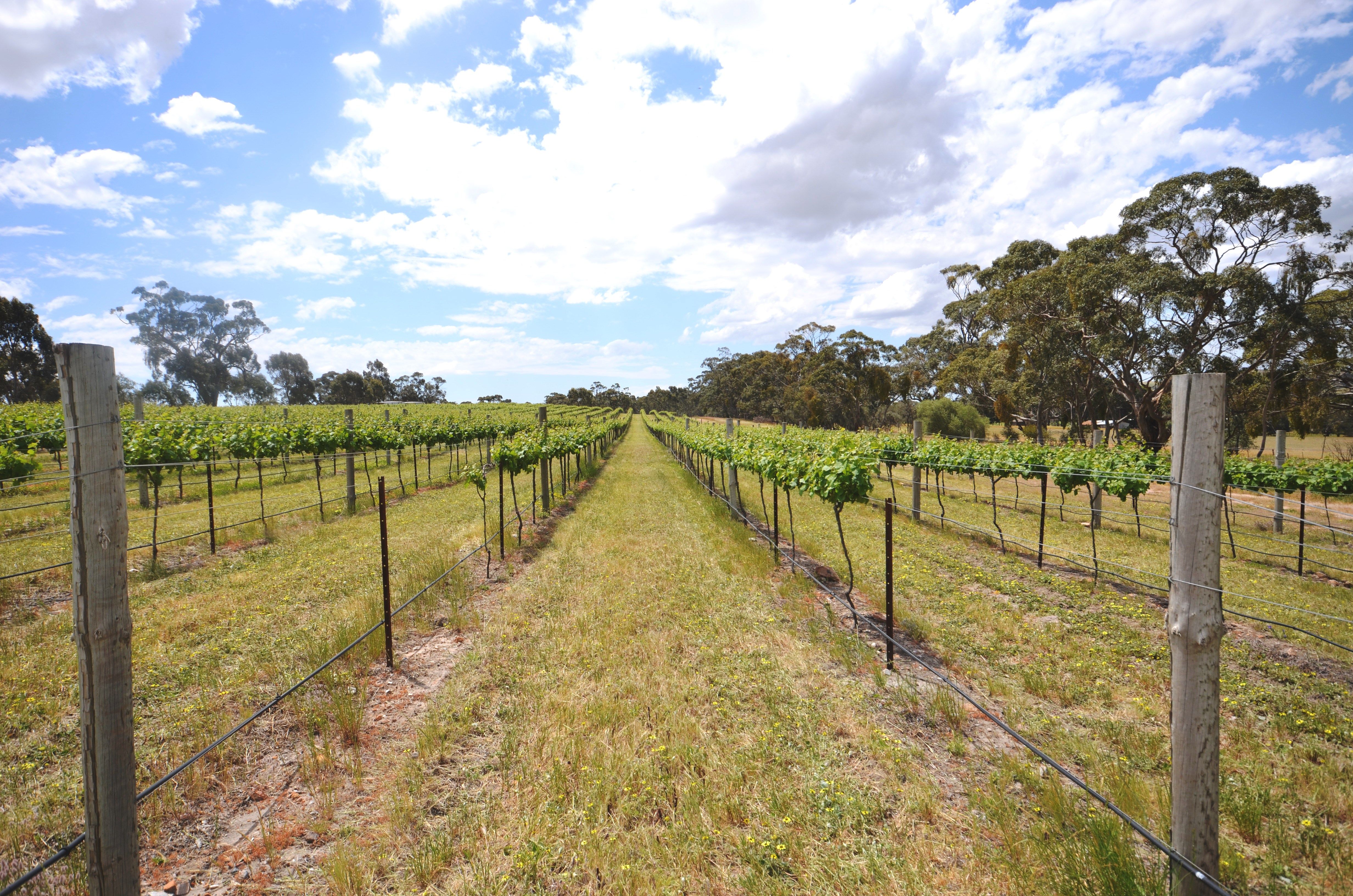 Lot 50 White Hut Road, Clare, SA 5453