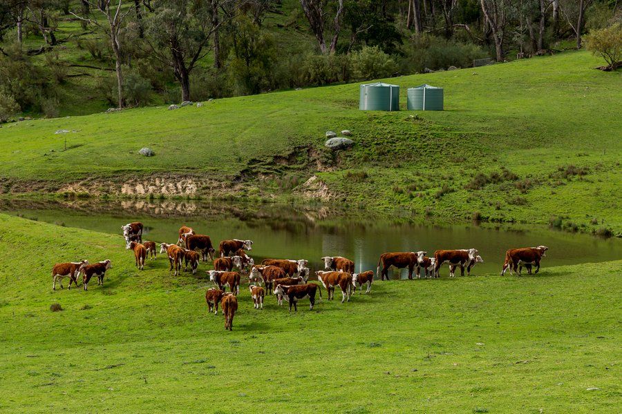 76 Klippels Lane, Corryong, VIC 3707
